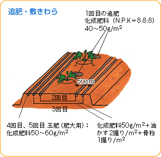 スイカ 野菜 山田式家庭菜園教室 Dr 藤目改訂版 調べる タキイ種苗株式会社