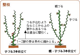 スイカ 野菜 山田式家庭菜園教室 Dr 藤目改訂版 調べる タキイ種苗株式会社