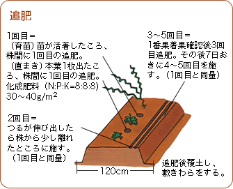 スイカ 野菜 山田式家庭菜園教室 Dr 藤目改訂版 調べる タキイ種苗株式会社