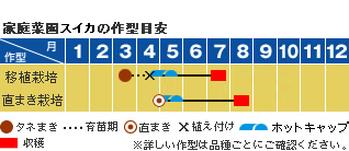 スイカ 野菜 山田式家庭菜園教室 調べる タキイ種苗株式会社