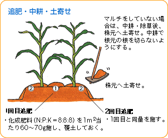 スイートコーン 野菜 山田式家庭菜園教室 Dr 藤目改訂版 調べる タキイ種苗株式会社