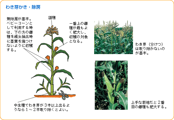 スイートコーン 野菜 山田式家庭菜園教室 調べる タキイ種苗株式会社