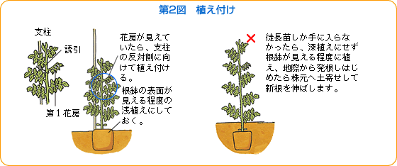 トマト 野菜 山田式家庭菜園教室 Dr 藤目改訂版 調べる タキイ種苗株式会社