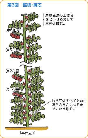 トマト 育て 方 わき 芽 ミニ