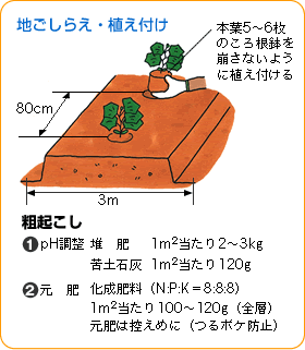 地ごしらえ・植え付け