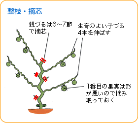 トウガン 野菜 山田式家庭菜園教室 調べる タキイ種苗株式会社