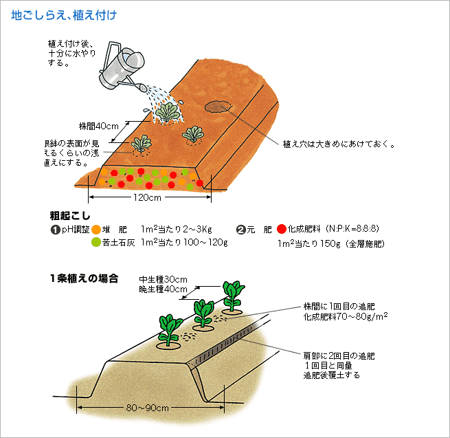 植え付け方（図1）