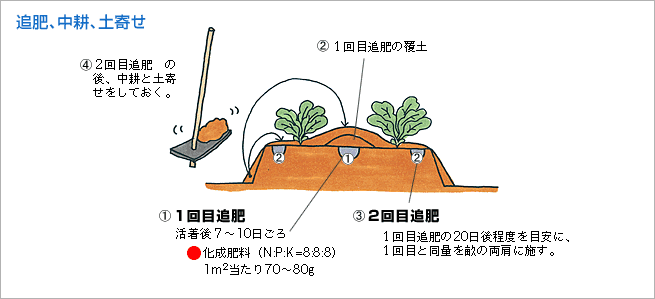 追肥、中耕、土寄せ（図1）