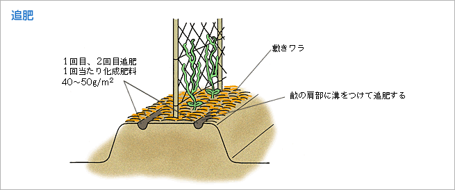 追肥（図1）