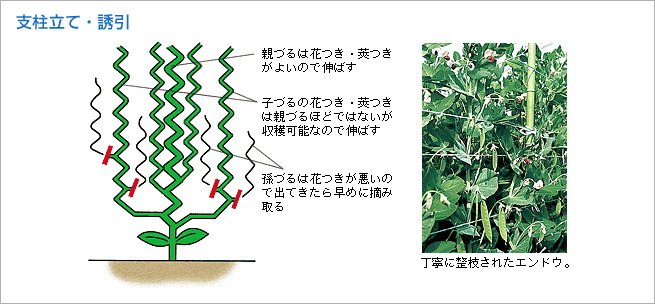 エンドウ うま旨野菜苗 タキイの特選野菜苗 タキイ種苗株式会社