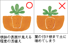 地ごしらえ、植え付け（図）