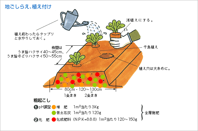 地ごしらえ、植え付け（図1）