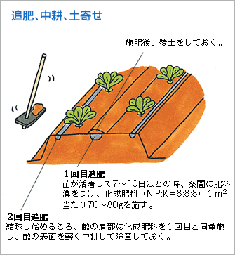 追肥、中耕、土寄せ（図）