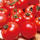 たくさん穫れる豊作トマト