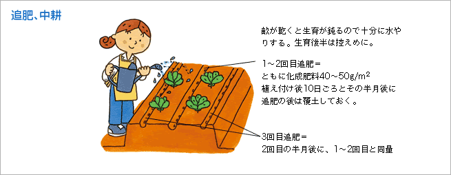 追肥、中耕（図1）