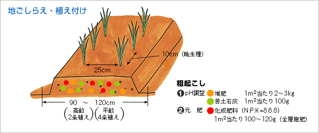 地ごしらえ・植え付け（図1）