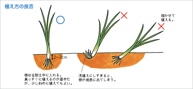 植え方の良否（図1）