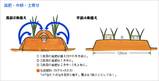 追肥・中耕・土寄せ（図1）