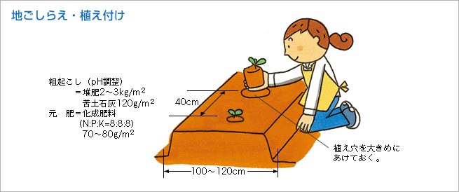 地ごしらえ・植え付け（図1）