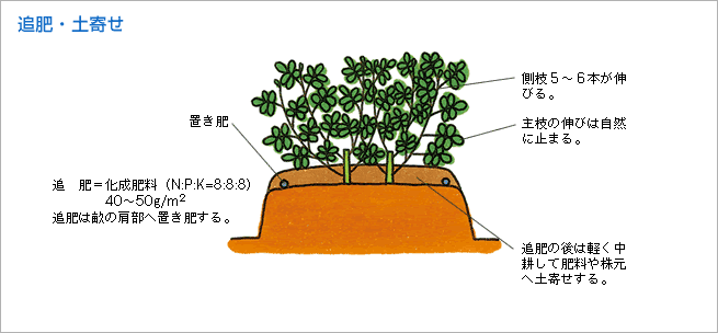 追肥・土寄せ（図1）