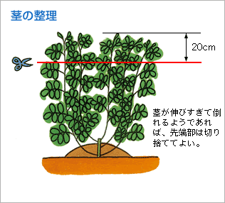 茎の整理（図1）