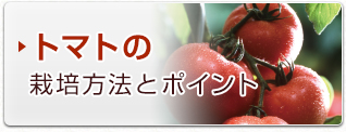 トマトの栽培方法とポイント