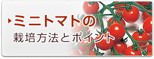 ミニトマトの栽培方法とポイント