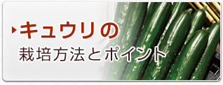 キュウリの栽培方法とポイント