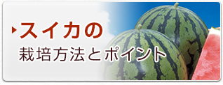 スイカの栽培方法とポイント