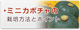 ミニカボチャの栽培方法とポイント