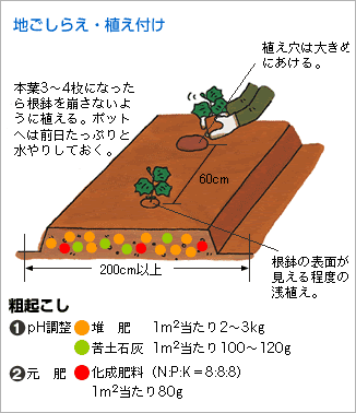 栽培 かぼちゃ 方法 の 美味しいカボチャを育てるために！カボチャ栽培５つの病気とその対策方法