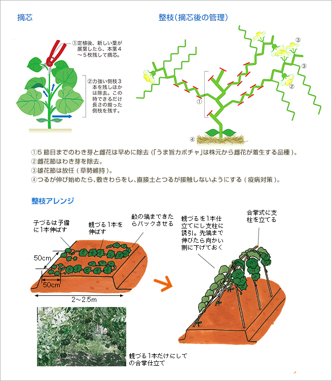 整枝、摘芯（図）