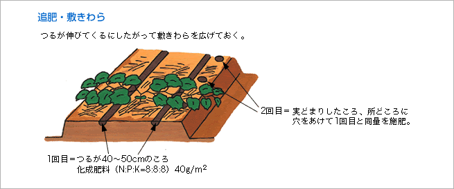 追肥、敷きわら（図）