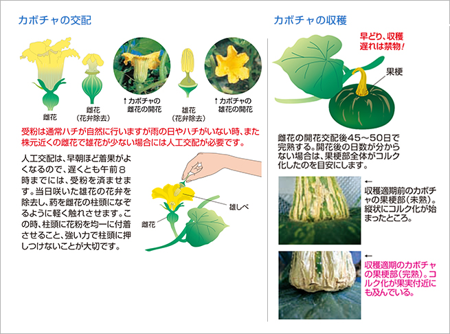 カボチャ うま旨野菜苗 タキイの特選野菜苗 タキイ種苗株式会社