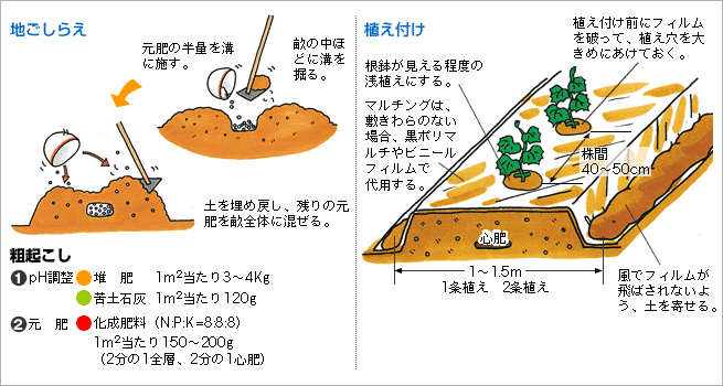 地こしらえ/植え付け