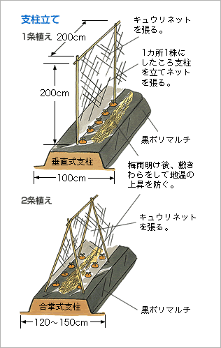 キュウリ うま旨野菜苗 タキイの特選野菜苗 タキイ種苗株式会社