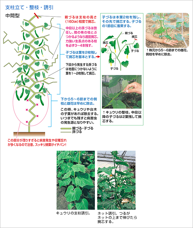 支柱立て、整枝・誘引（図）