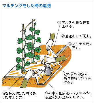 追肥、敷きわら（図）