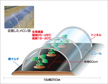 メロンの定植（図）