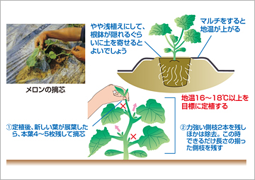 メロンの定植後の管理(図)