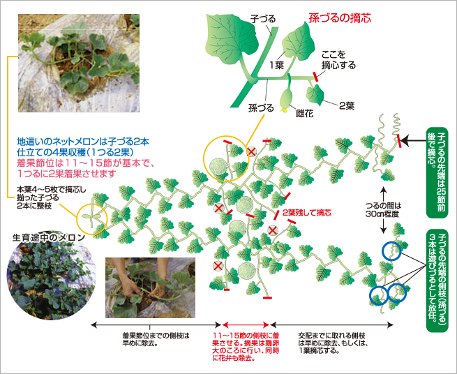 メロン うま旨野菜苗 タキイの特選野菜苗 タキイ種苗株式会社