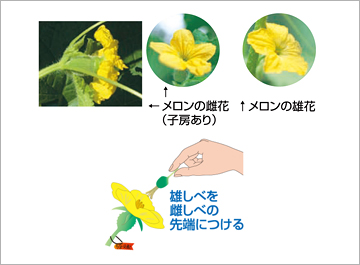 メロンの交配（図）