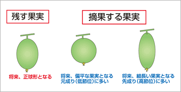 メロンの摘果（図）