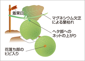 メロンの収穫（図）