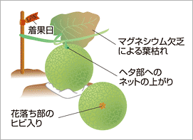 メロン うま旨野菜苗 タキイの特選野菜苗 タキイ種苗株式会社