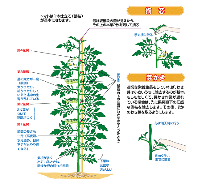 整枝法(図)