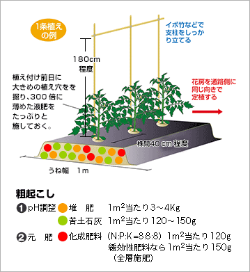 方 の 植え ミニ トマト ミニトマト栽培でバジルを寄せ植えする方法