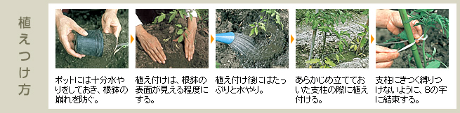 植え付け方（図1）