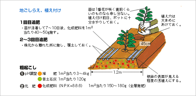 ナス うま旨野菜苗 タキイの特選野菜苗 タキイ種苗株式会社