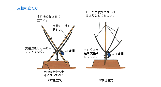 整枝（図）